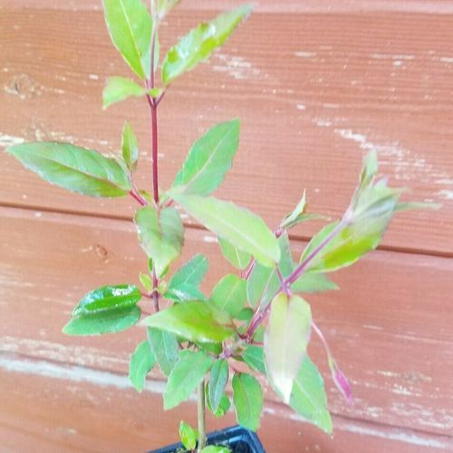 Previous Next 1 of 2