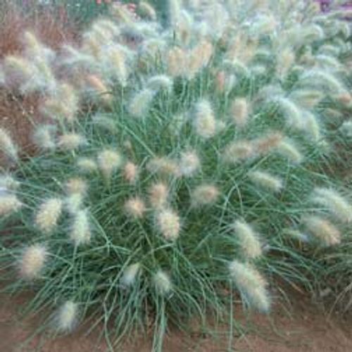 Pennisetum villosum deals