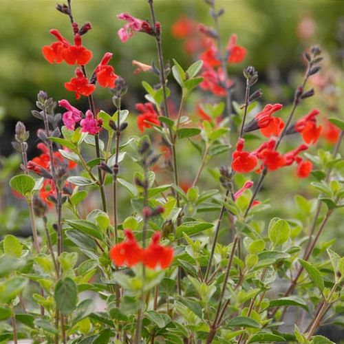 Salvia store royal bumble
