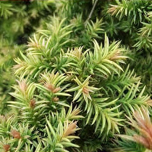 Cryptomeria japonica 'Tilford Gold' - Shoot