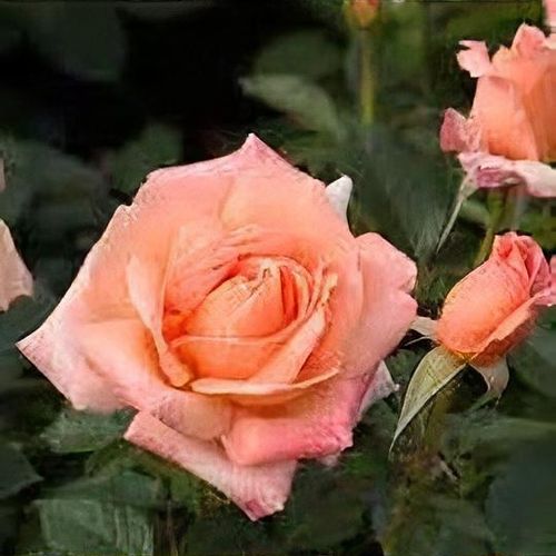 Rosa Atlantic Star Shoot
