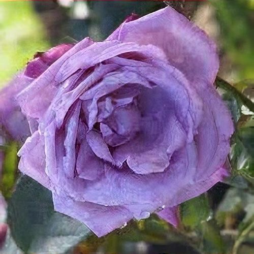 Blue shop perfume rose