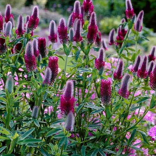 Red trefoil on sale