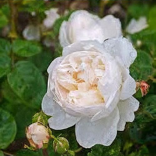Rosa 'Chanelle' - Shoot