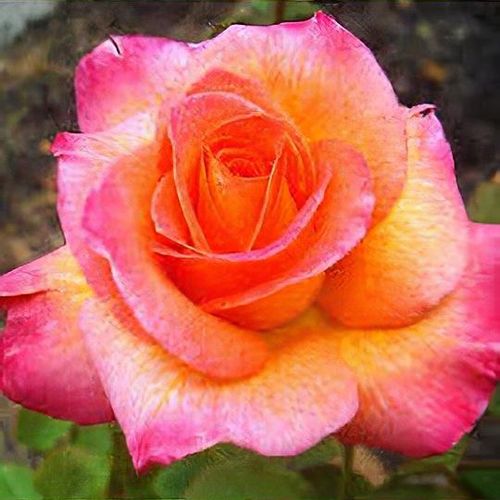 Rosa 'Mardi Gras' - Shoot