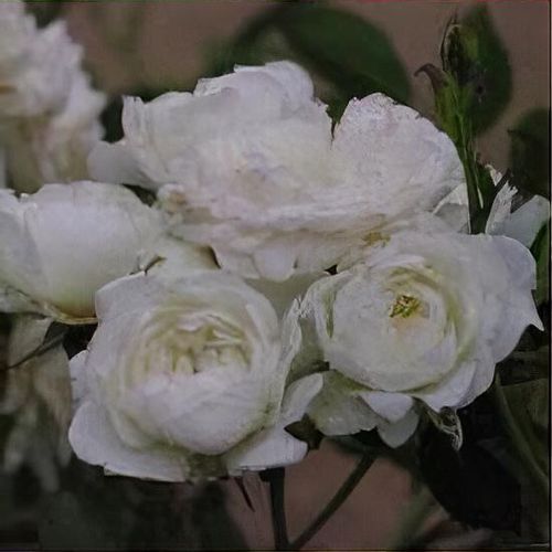 た*ん様 white rose × dwarf tatuta spore noo D&D Nolzur's Marvelous Miniatures: Gas Spore – WizKids