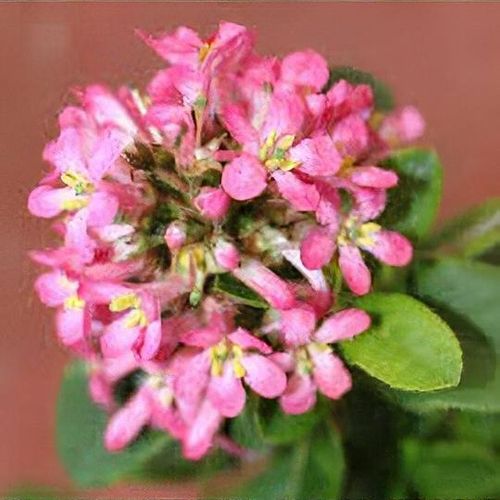 Escallonia 'Pink Elle' - Shoot