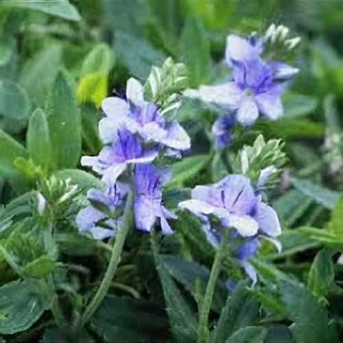 Veronica prostrata 'Spode Blue' - Shoot