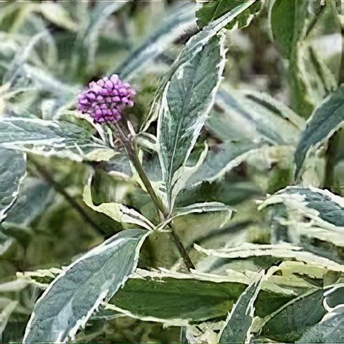 プロフページPJB242-1　LDEピンク、チャコールグレー、MFGミント Eupatorium fortunei 'Pink Frost' - Shoot