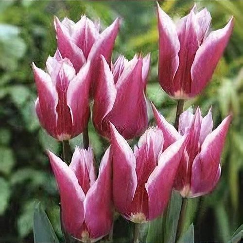 Tulipa 'Claudia' - Shoot
