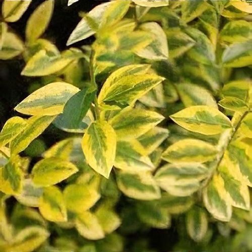 Ligustrum ovalifolium 'Lemon and Lime' - Shoot