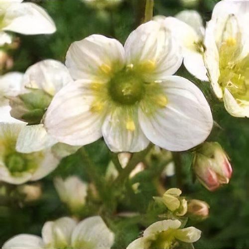 Saxifraga 'Touran Limegreen' (x arendsii) - Shoot
