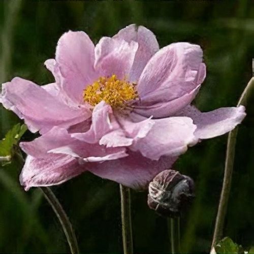 Anemone x hybrida 'Montrose' - Shoot
