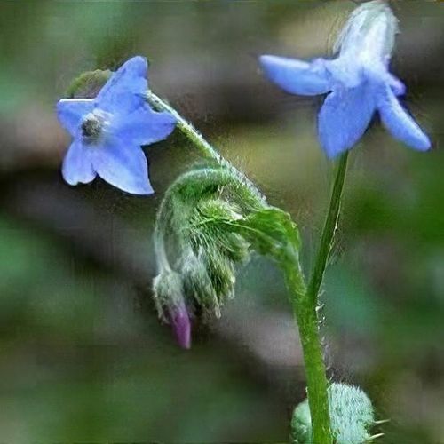 Growing borage (Borago officinalis) is so easy and it is a powerful herb  for healing and companion planting, and growing borage adds a touch of  beauty to your garden! : r/OrganicGardening