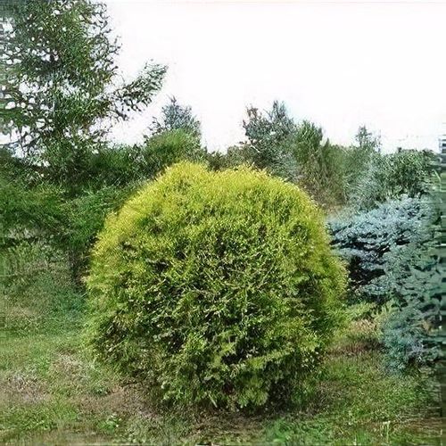Thuja occidentalis 'Golden Globe' - Shoot