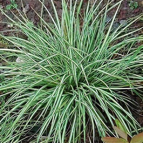 haworthia limifolia variegata Rare Succulents main image 0