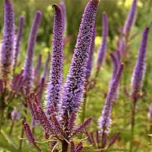 Culver's Root - Red Arrow 