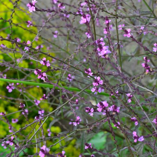 Verbena officinalis var. grandiflora Bampton Shoot