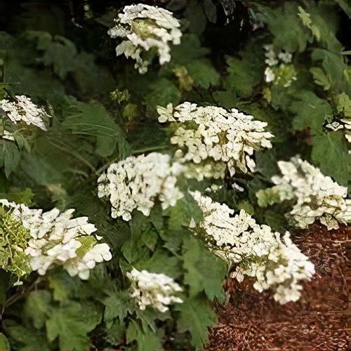 Pee sales wee hydrangea