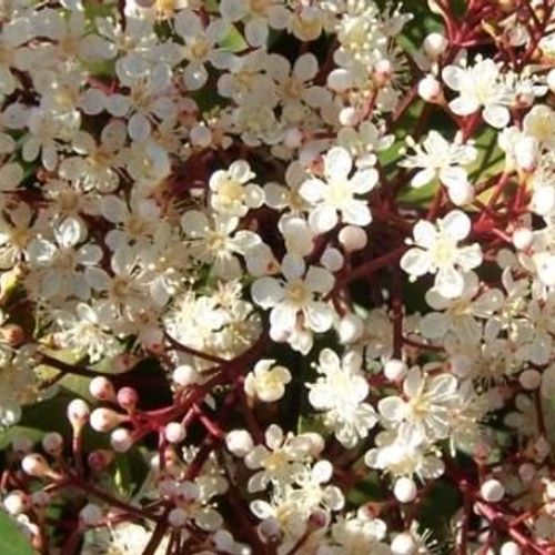 Photinia x fraseri 'Louise' - Shoot