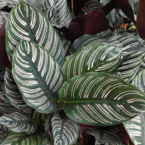 Goeppertia ornata (Striped calathea )