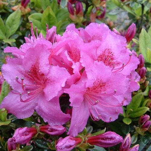 Rhododendron 'Konigstein' - Shoot
