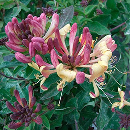 Lonicera periclymenum 'Chic et Choc' - Shoot