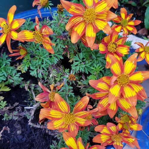 Bidens 'Hawaiian Flare Orange Drop' - Shoot
