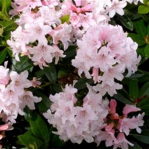 rhododendron cunninghams white Cunningham's White main image 0