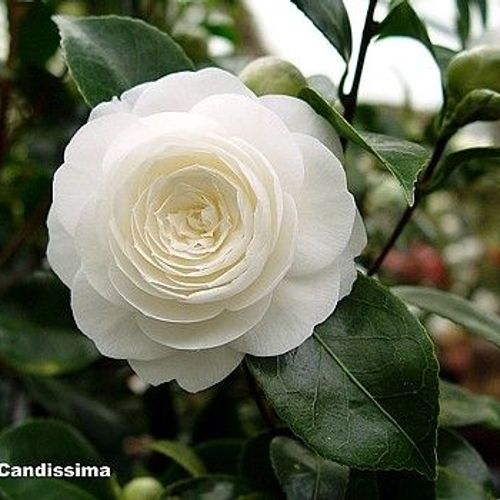 Camellia japonica 'Bonomiana' - Shoot