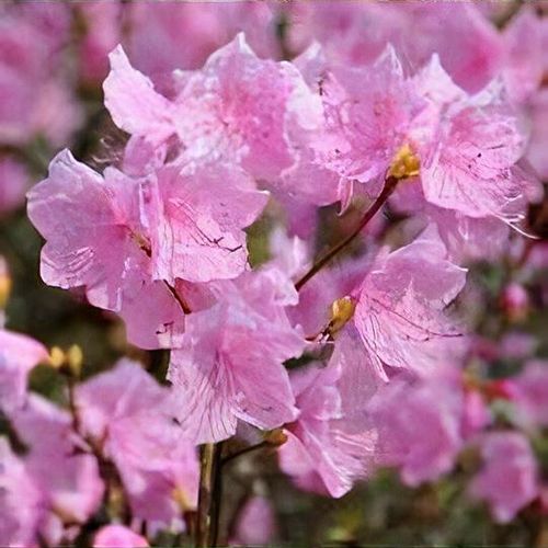 Rhododendron mucronulatum 'Cornell Pink' - Shoot