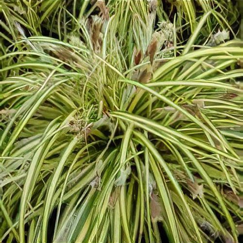 blühstreifen saatgut bio Bio-Blumenmischung 'Sommertraum' kaufen main image 1