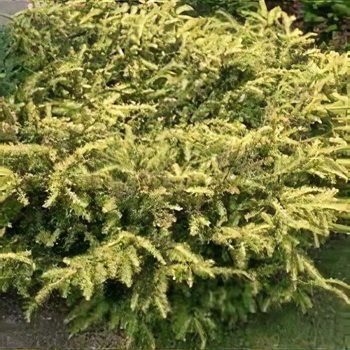 Taxus baccata 'Summergold' - Shoot
