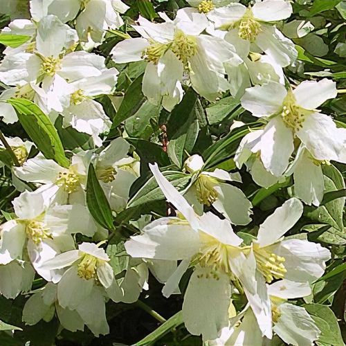 Philadelphus 'Lemoinei' - Shoot