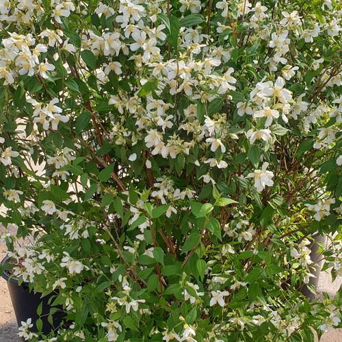 Philadelphus 'Lemoinei' - Shoot