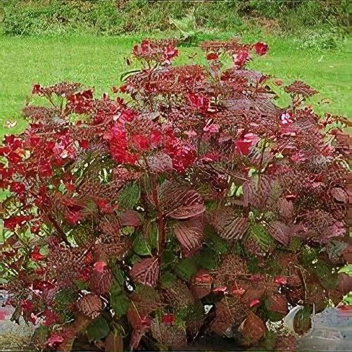 Hydrangea serrata 'Santiago' - Shoot