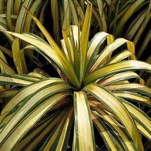ユッカ・バナナスプリット（Yucca ‘Banana Split’） ユッカ・バナナスプリット（Yucca 'Banana Split'） 現品発送】ユッカ