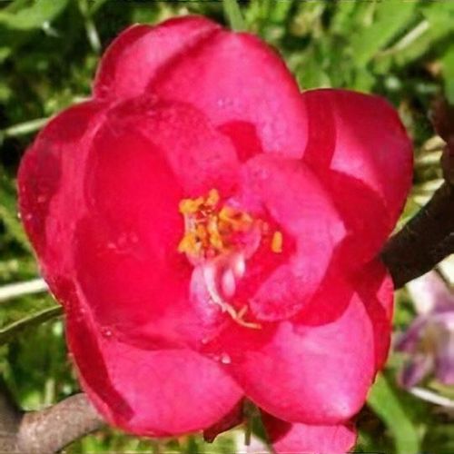 Camellia fairy wand deals