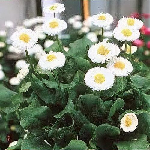Bellis perennis 'Galaxy White' - Shoot