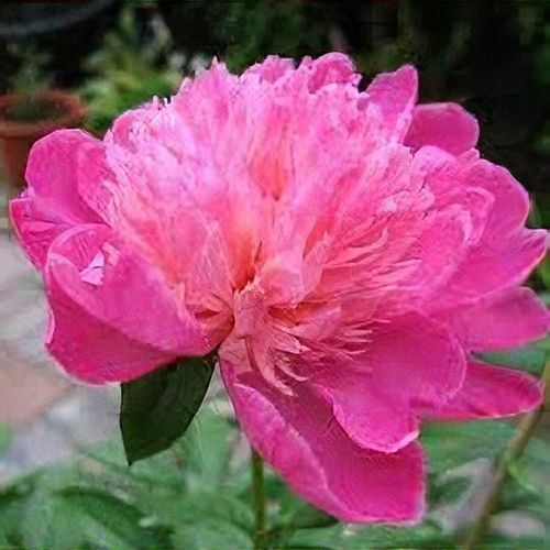 Paeonia lactiflora - Flower,Herbaceous Plants,Medicinal