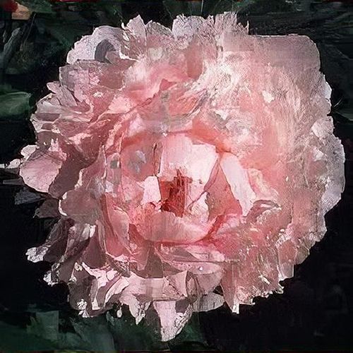 Paeonia lactiflora 'Florence Ellis' - Shoot