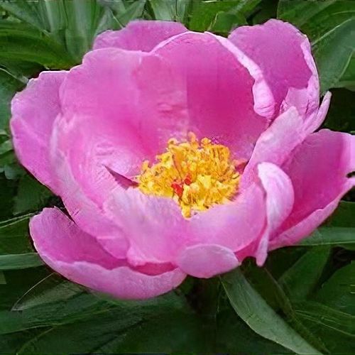 Paeonia lactiflora 'Nymphe' - Shoot