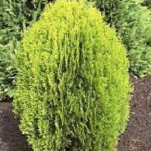 Platycladus orientalis 'Rosedalis' - Shoot