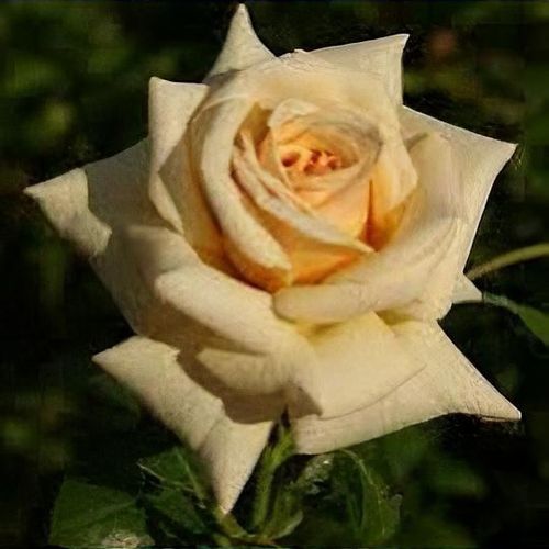 Rosa 'Creme Caramel' - Shoot
