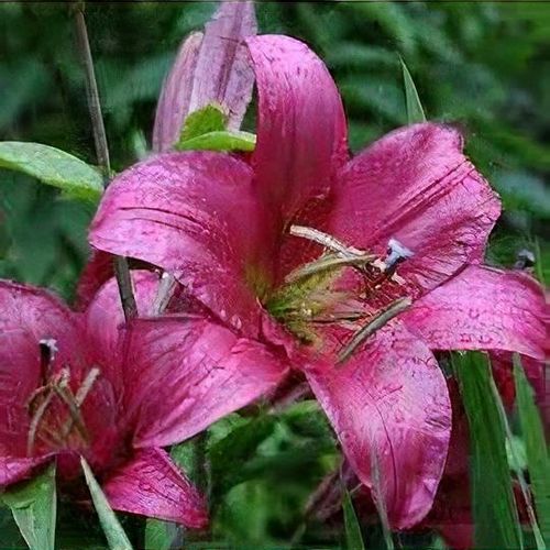 money tree grow Money Tree – Lakewood Plant Company