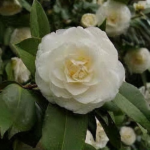 Camellia japonica 'White Perfection' - Shoot