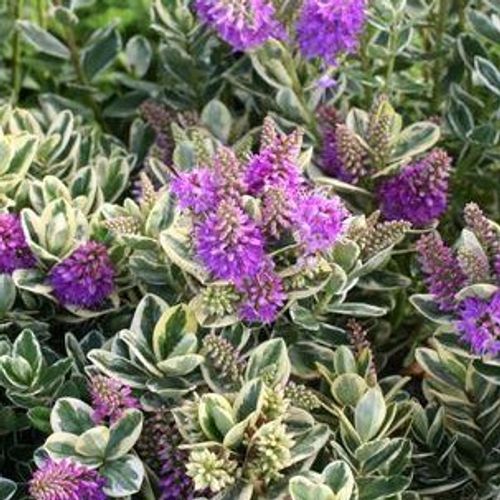 Veronica speciosa 'Variegata' - Shoot