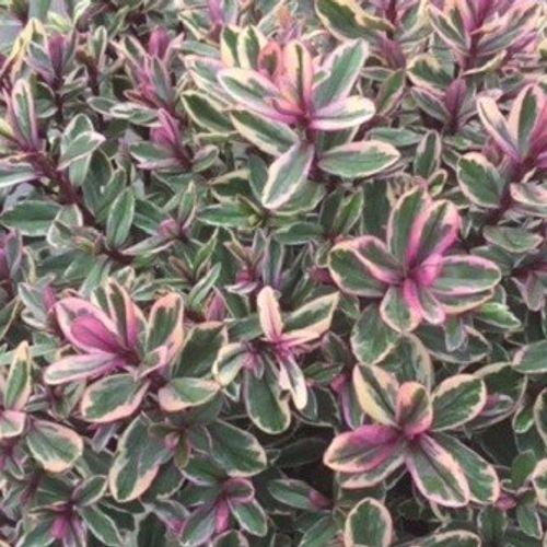 Veronica speciosa 'Variegata' - Shoot