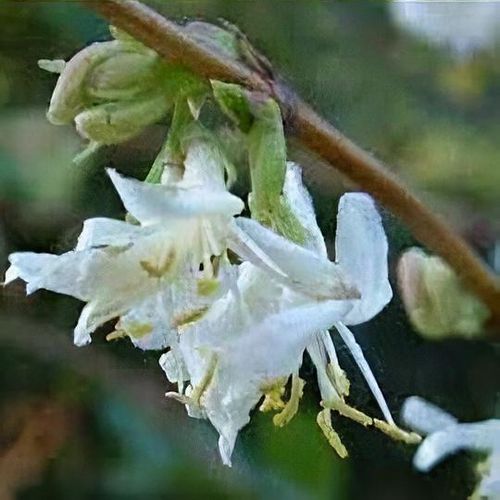 Lonicera standishii - Shoot