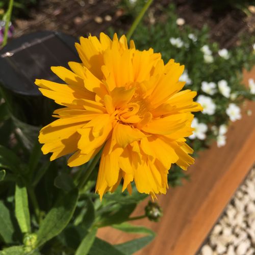Coreopsis sale golden joy